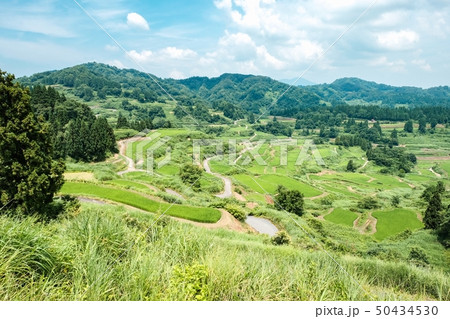 星峠の棚田 （7月） 50434530