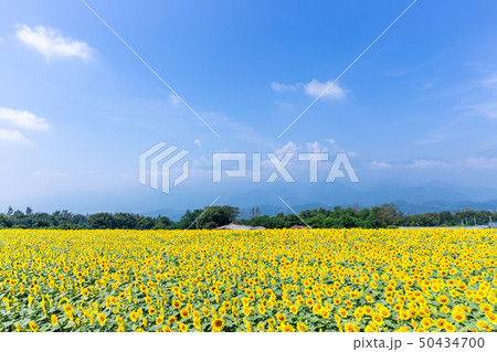 高原のひまわり畑3 高原のひまわり畑3 50434700