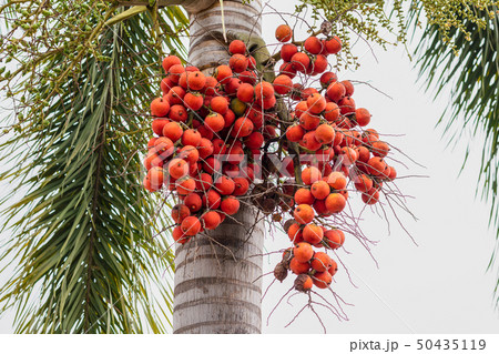 Palm fruit -ornamental decoration plant in gardens, Cyrtostachys renda Sealing wax palm Palm fruit -ornamental decoration plant in gardens, Cyrtostachys renda Sealing wax palm 50435119