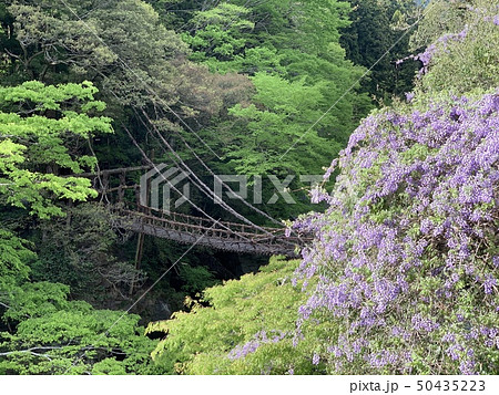 吊り橋 50435223