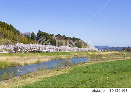 桜並木 桜 春 川 東北地方 宮城県 涌谷町 桜並木 桜 春 川 東北地方 宮城県 涌谷町 50435493