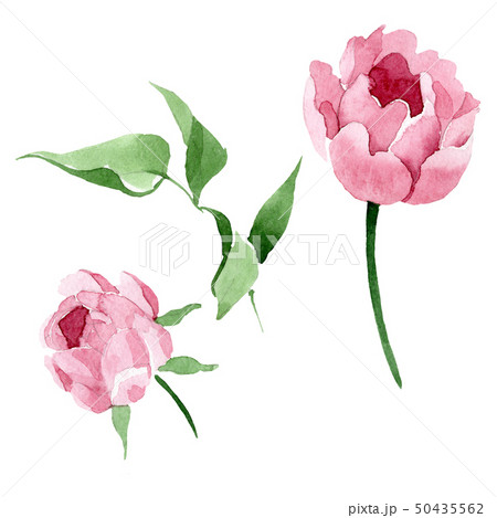 Dark red peony floral botanical flowers. Watercolor background illustration set. Isolated peony 50435562