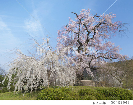 京都　円山公園の桜（祇園しだれ） 50435945
