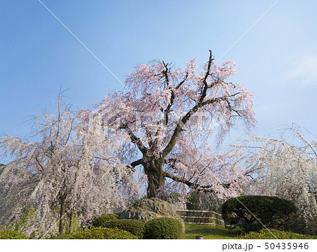 京都 円山公園の桜(祇園しだれ) 京都 円山公園の桜(祇園しだれ) 50435946