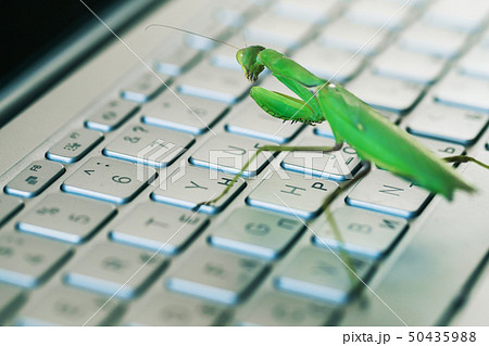 Green  mantis is on a laptop keyboard 50435988