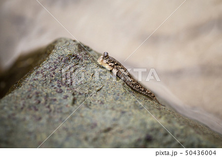 Barred mudskipper sits on stone 50436004