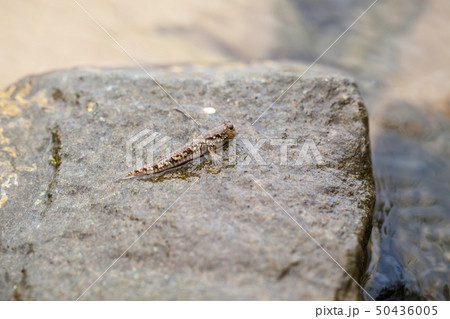 Barred mudskipper or silverlined mudskipper 50436005