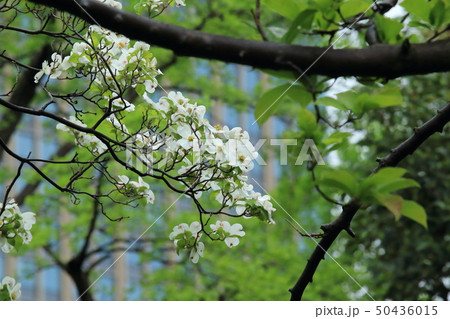 都会に咲くハナミズキ 50436015