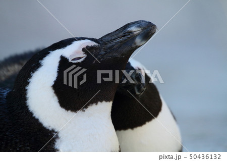 ペンギン 50436132