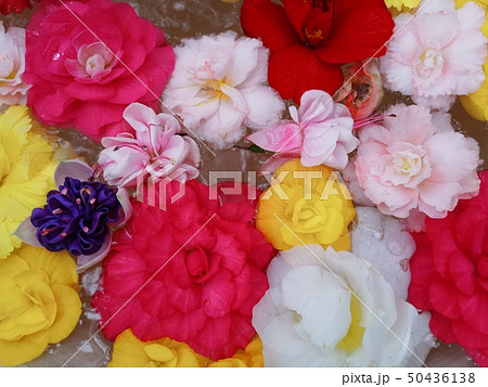 花 50436138