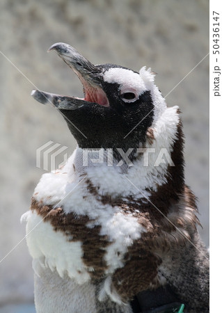 ペンギン 50436147