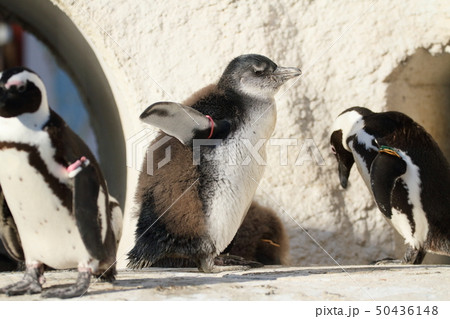 ペンギン ペンギン 50436148