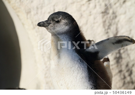 ペンギン 50436149