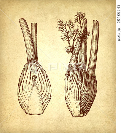 Ink sketch of fennel bulbs Ink sketch of fennel bulbs 50436245
