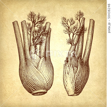 Ink sketch of fennel bulbs 50436246