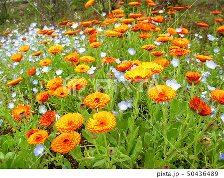 春の花 キンセンカとネモフィラ お花畑 春の花 キンセンカとネモフィラ お花畑 50436489