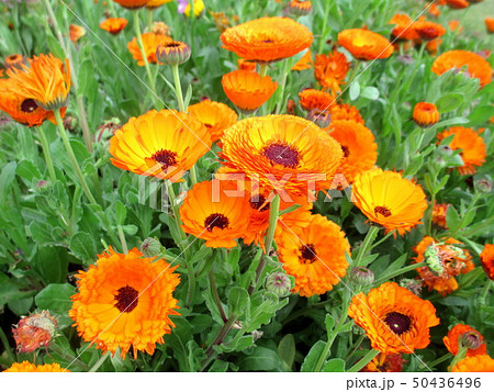 春の花 キンセンカ お花畑 春の花 キンセンカ お花畑 50436496