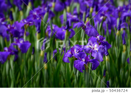 ゴッホのアイリス 紫の花菖蒲 ゴッホのアイリス 紫の花菖蒲 50436724