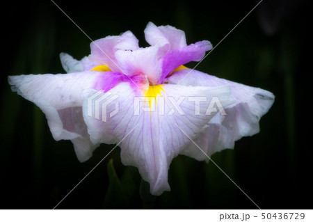 花菖蒲 雨上がりの翠映一輪 花菖蒲 雨上がりの翠映一輪 50436729