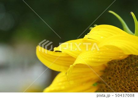 water dew drop on yellow flower petal, beautiful 50437008