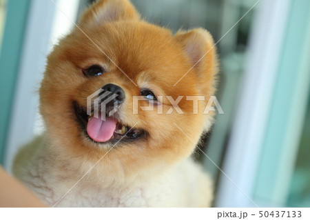 young pomeranian small dog cute pet, happy animal 50437133
