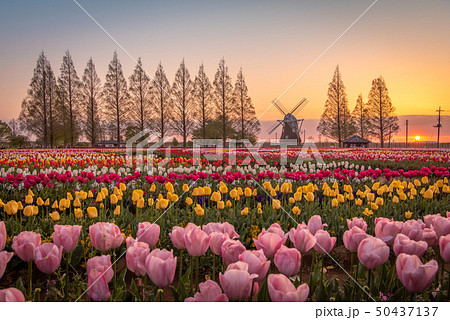 あけぼの山農業公園 チューリップ あけぼの山農業公園 チューリップ 50437137