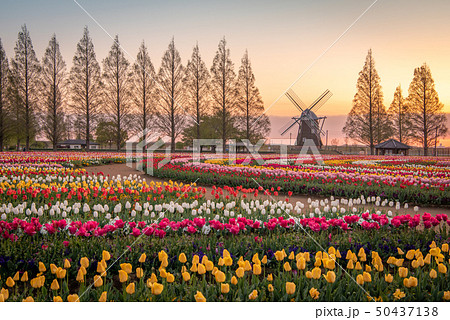 あけぼの山農業公園 チューリップ あけぼの山農業公園 チューリップ 50437138