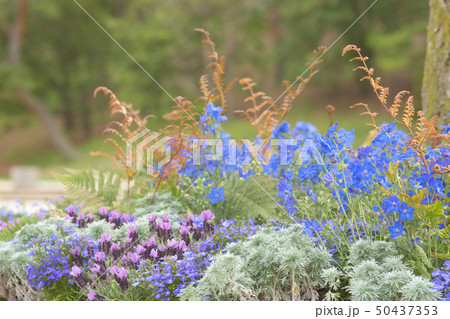 青色系の花の寄せ植え 50437353
