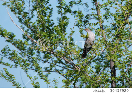 Cuckoo or Cuculidae on tree branch against blue sky Cuckoo or Cuculidae on tree branch against blue sky 50437920