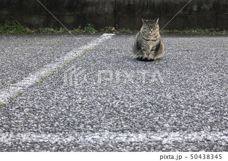 駐車場で座っているモフモフでまんまるいキジトラ地域猫 駐車場で座っているモフモフでまんまるいキジトラ地域猫 50438345