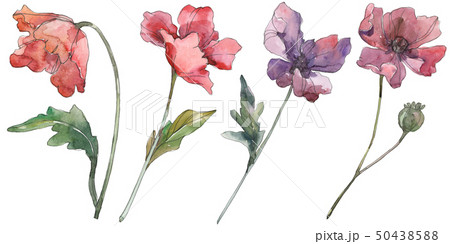 Red and purple poppy floral botanical flowers. Watercolor background set. Isolated poppies 50438588