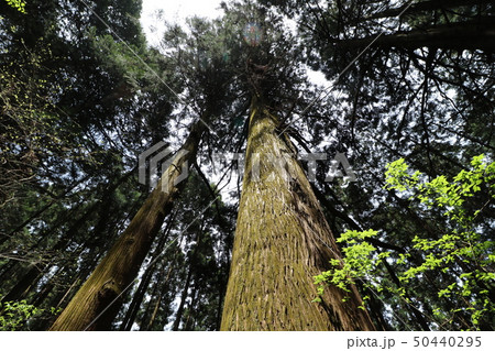東京都の奥多摩の御嶽山の登山 東京都の奥多摩の御嶽山の登山 50440295