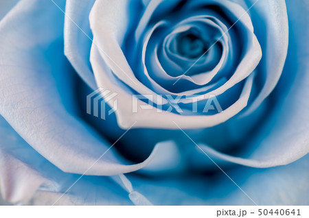 Close up of blue rose with fresh petals 50440641