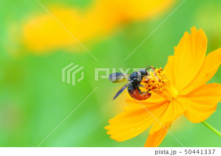 ハラアカヤドリハキリバチとキバナコスモスの花 50441337