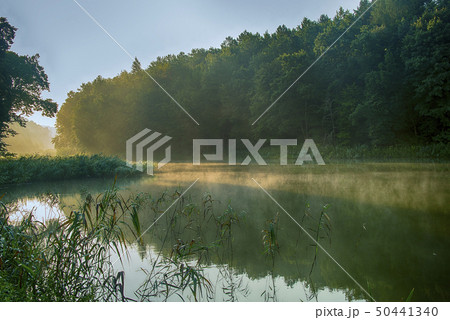 Forest lake in the morning 50441340