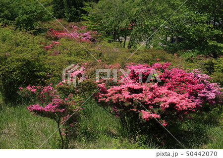 雲仙 宝原つつじ園 GW 雲仙 宝原つつじ園 GW 50442070