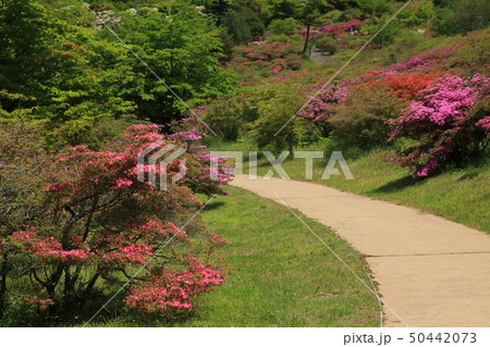 雲仙 宝原つつじ園 GW 雲仙 宝原つつじ園 GW 50442073