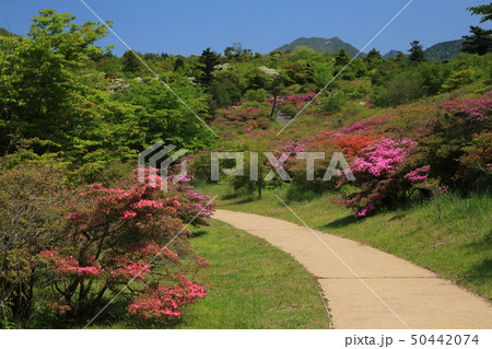 雲仙 宝原つつじ園 GW 雲仙 宝原つつじ園 GW 50442074