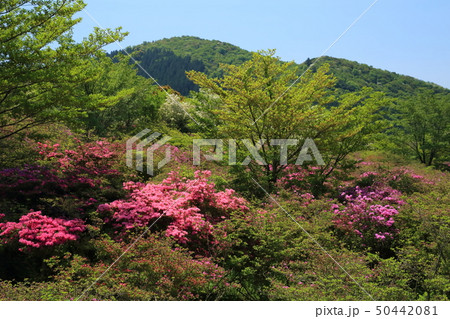 雲仙 宝原つつじ園 GW 雲仙 宝原つつじ園 GW 50442081
