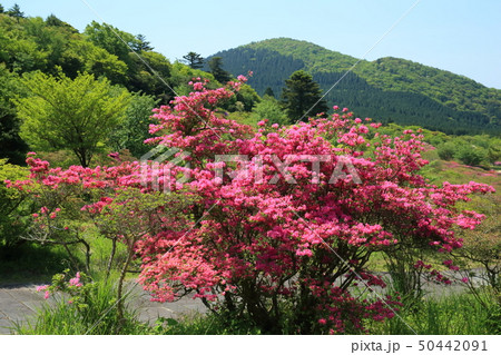 雲仙　宝原つつじ園　ＧＷ 50442091