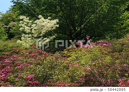 雲仙 宝原つつじ園 GW 雲仙 宝原つつじ園 GW 50442095