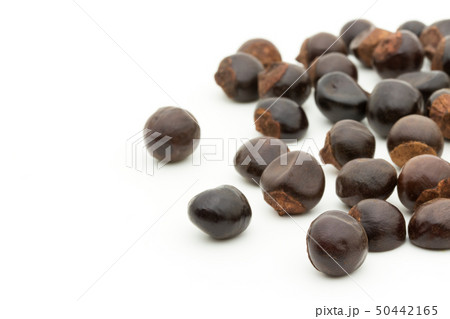 グアラナ ガラナ グァラナ 種子: Guarana seed グアラナ ガラナ グァラナ 種子: Guarana seed 50442165
