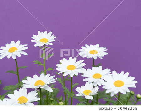 ノースポールの花 50443358