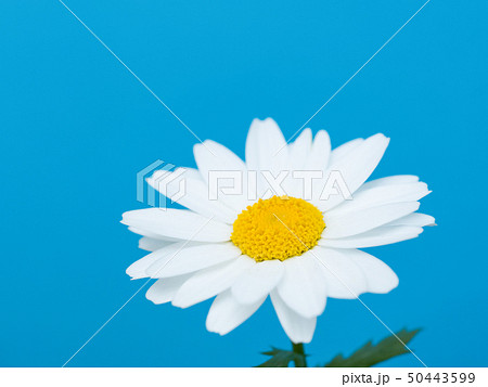 ノースポールの花 50443599