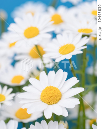 ノースポールの花 ノースポールの花 50443830