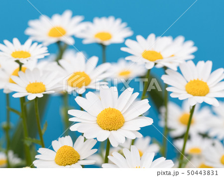 ノースポールの花 ノースポールの花 50443831