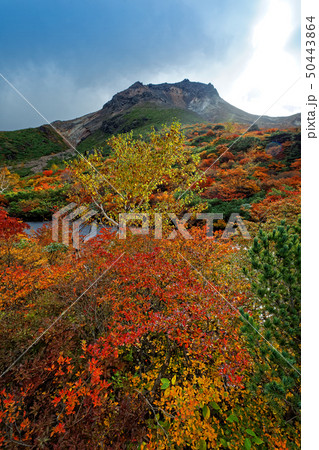 紅葉の那須・姥ヶ平から見る噴煙上がる茶臼岳 紅葉の那須・姥ヶ平から見る噴煙上がる茶臼岳 50443864