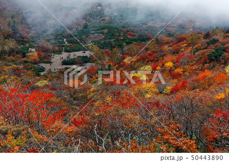 霧の那須稜線から見る紅葉の姥ヶ平 霧の那須稜線から見る紅葉の姥ヶ平 50443890