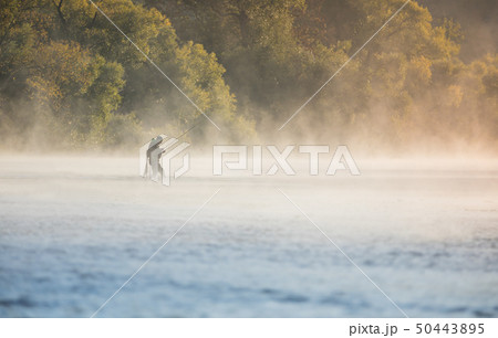 Man fishing in river with fly rod during summer morning. 50443895