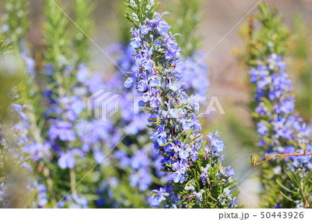 ローズマリーの花 ローズマリーの花 50443926